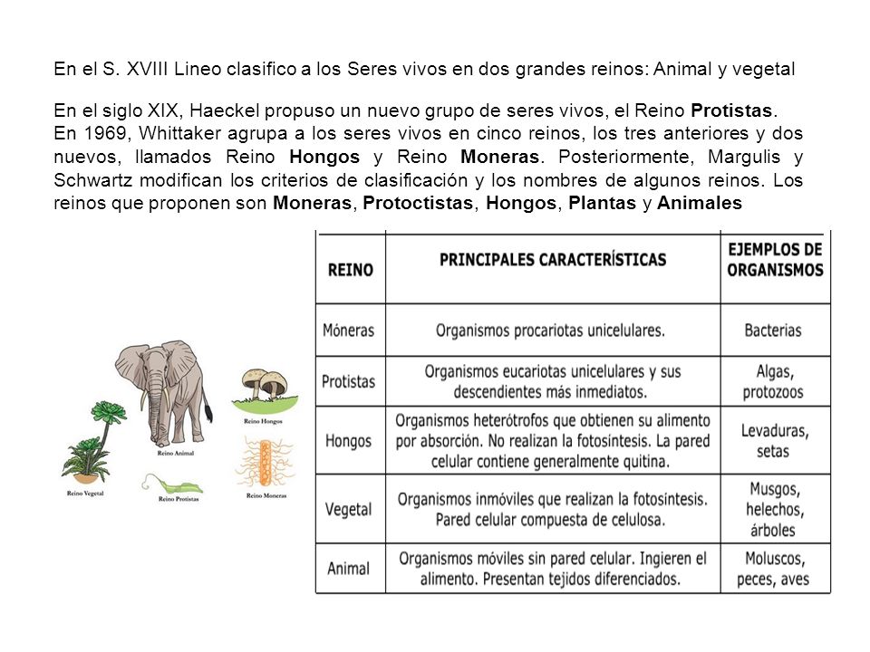 En el S. XVIII Lineo clasifico a los Seres vivos en dos grandes reinos: Animal y vegetal