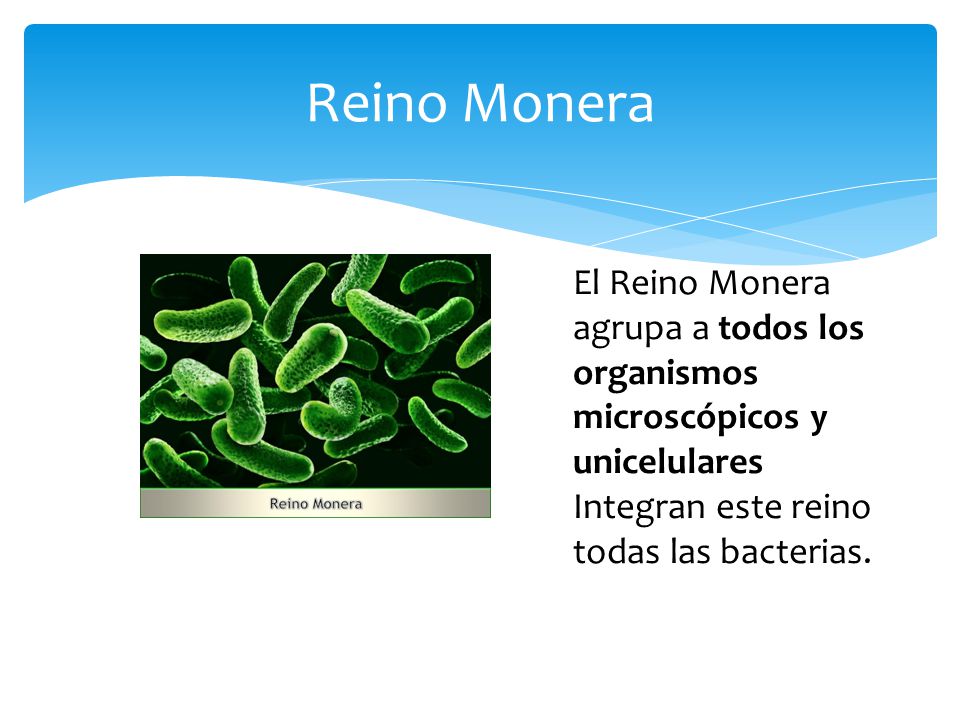 Reino Monera El Reino Monera agrupa a todos los organismos microscópicos y unicelulares.