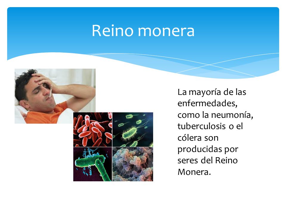 Reino monera La mayoría de las enfermedades, como la neumonía, tuberculosis o el cólera son producidas por seres del Reino Monera.