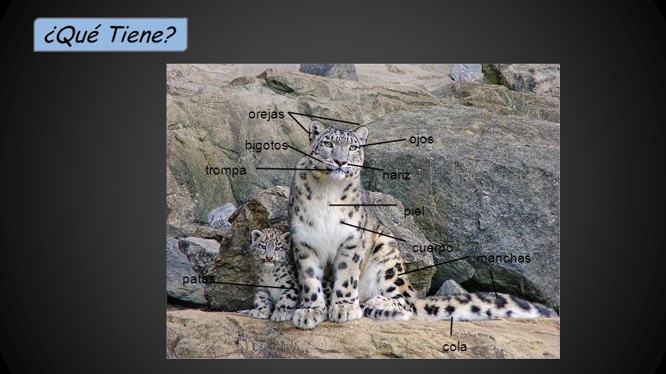 ¿Qué Tiene orejas ojos bigotos trompa nariz piel cuerpo manchas patas