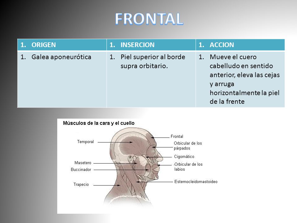 FRONTAL ORIGEN INSERCION ACCION Galea aponeurótica