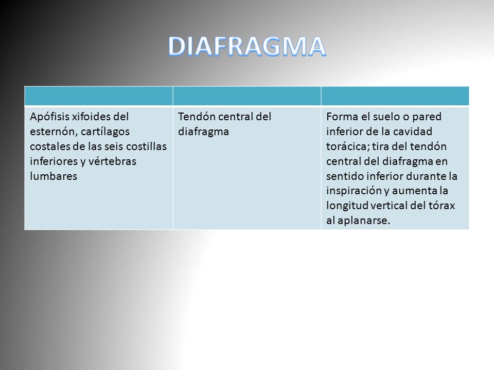 DIAFRAGMA Apófisis xifoides del esternón, cartílagos costales de las seis costillas inferiores y vértebras lumbares.