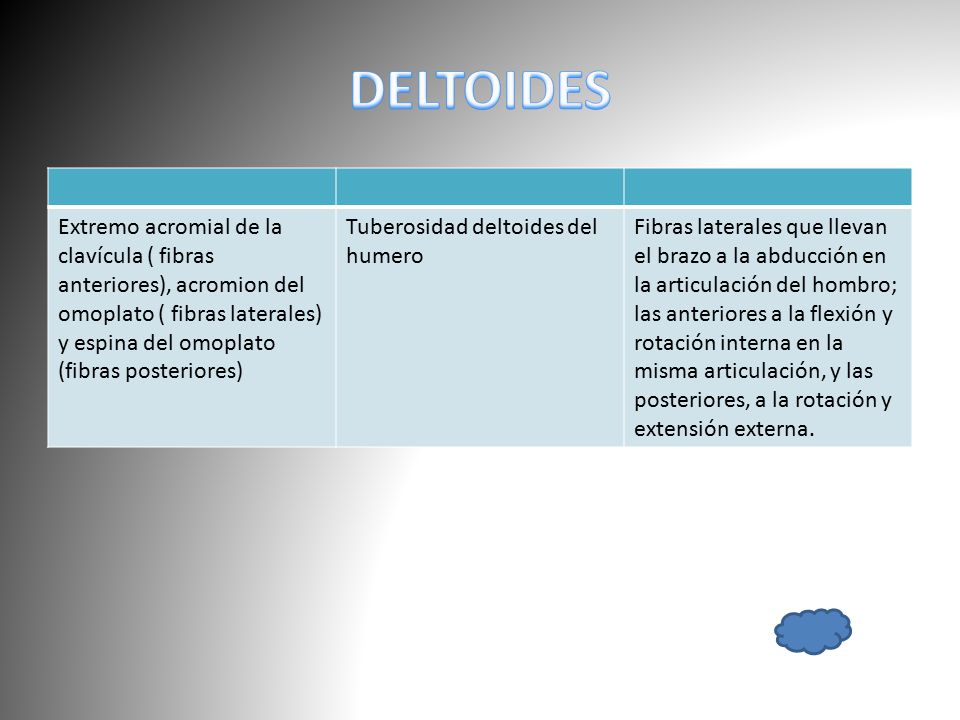 DELTOIDES Extremo acromial de la clavícula ( fibras anteriores), acromion del omoplato ( fibras laterales) y espina del omoplato (fibras posteriores)