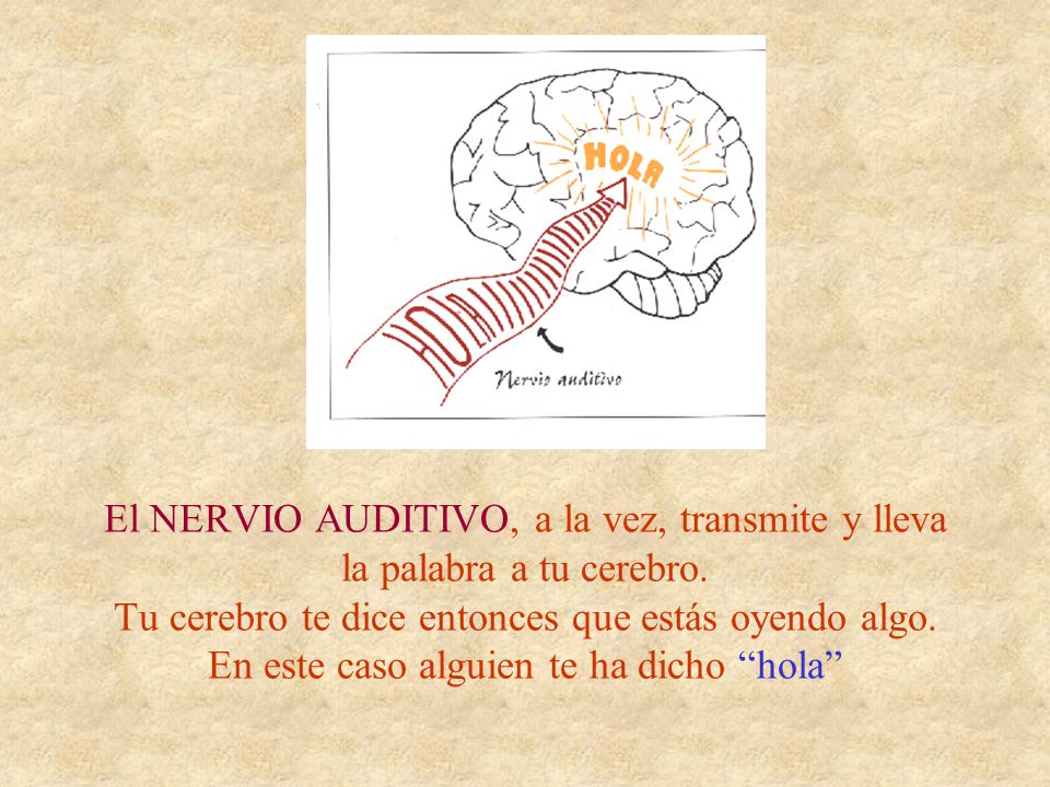 El NERVIO AUDITIVO, a la vez, transmite y lleva la palabra a tu cerebro.