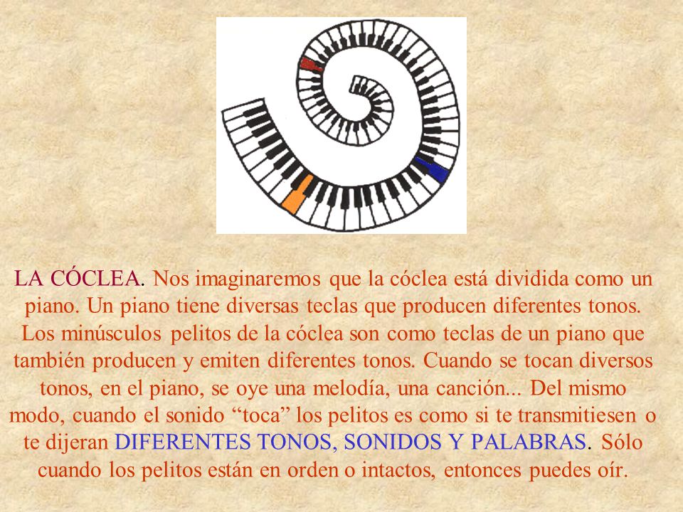LA CÓCLEA. Nos imaginaremos que la cóclea está dividida como un piano