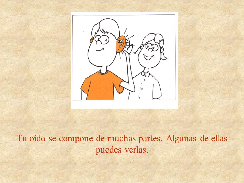 Tu oído se compone de muchas partes. Algunas de ellas puedes verlas.