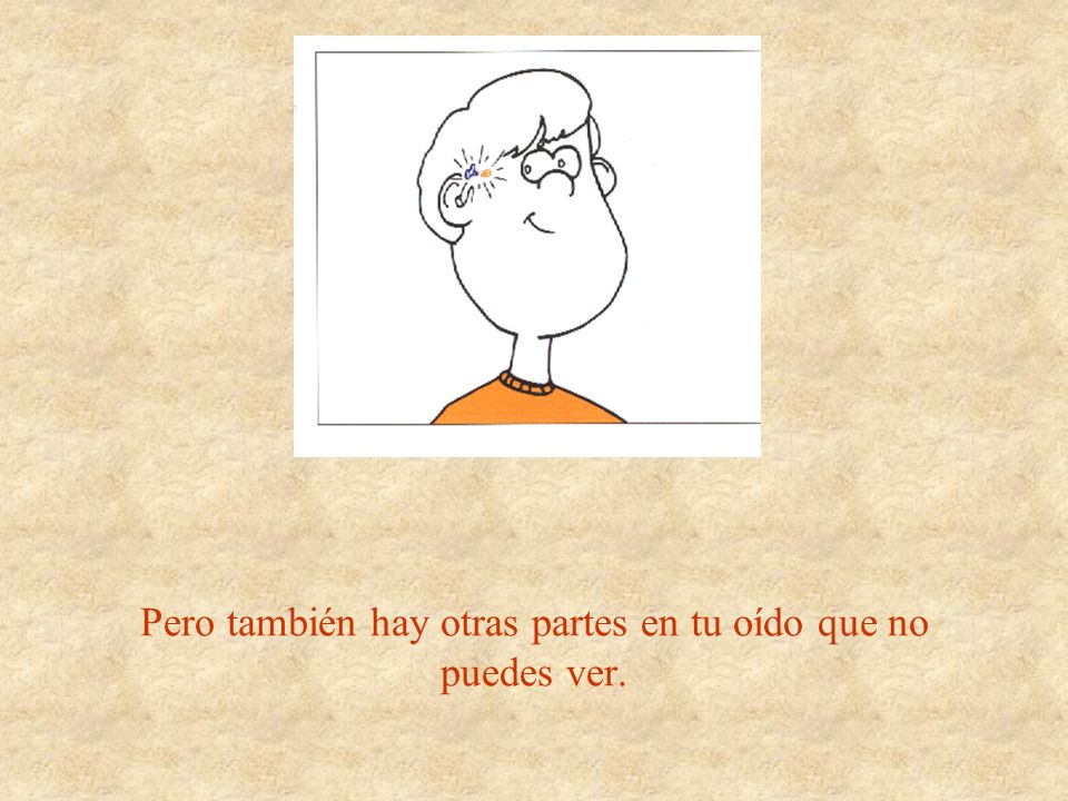 Pero también hay otras partes en tu oído que no puedes ver.