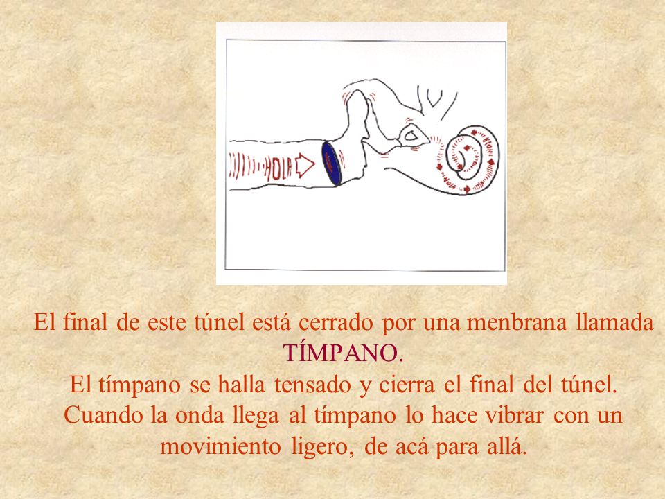 El final de este túnel está cerrado por una menbrana llamada TÍMPANO