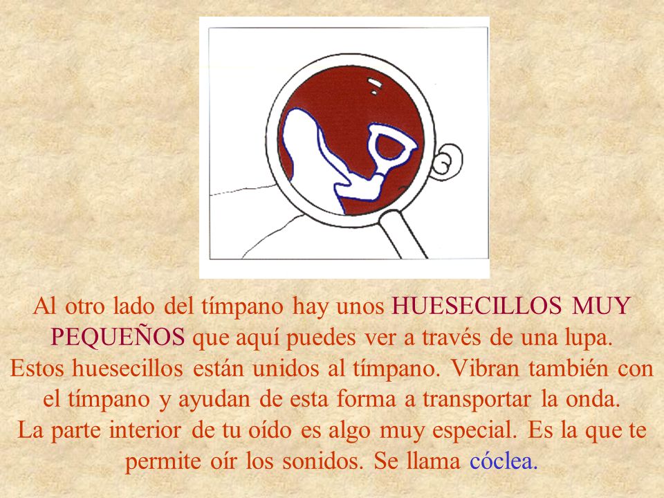 Al otro lado del tímpano hay unos HUESECILLOS MUY PEQUEÑOS que aquí puedes ver a través de una lupa.