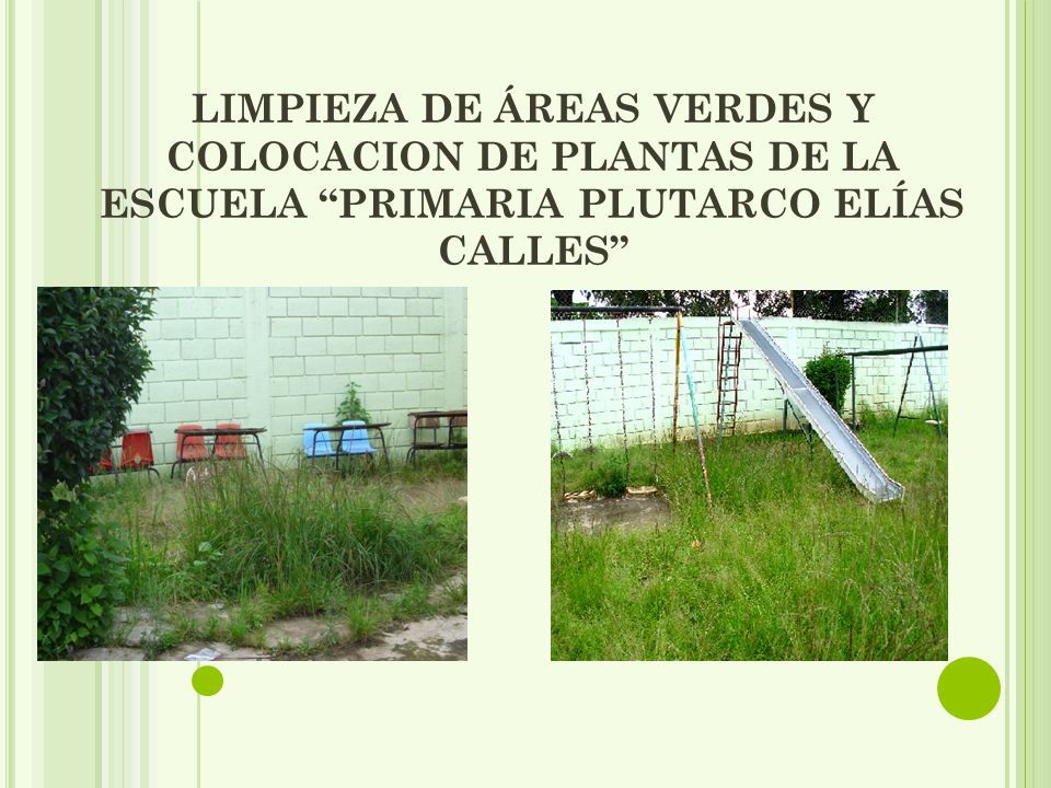 LIMPIEZA DE ÁREAS VERDES Y COLOCACION DE PLANTAS DE LA ESCUELA PRIMARIA PLUTARCO ELÍAS CALLES