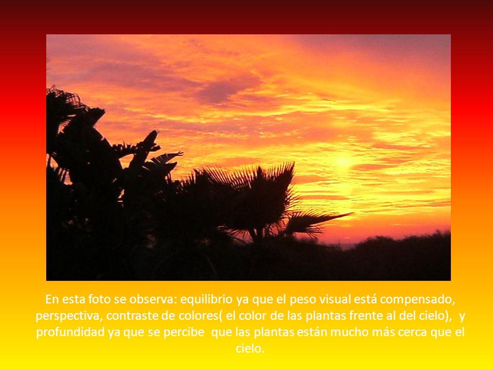 En esta foto se observa: equilibrio ya que el peso visual está compensado, perspectiva, contraste de colores( el color de las plantas frente al del cielo), y profundidad ya que se percibe que las plantas están mucho más cerca que el cielo.