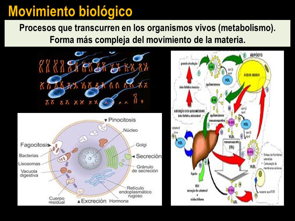 Movimiento biológico Procesos que transcurren en los organismos vivos (metabolismo).