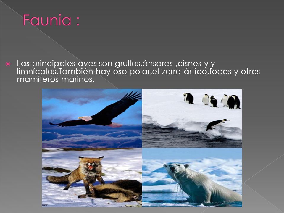 Faunia : Las principales aves son grullas,ánsares ,cisnes y y limnícolas.También hay oso polar,el zorro ártico,focas y otros mamíferos marinos.