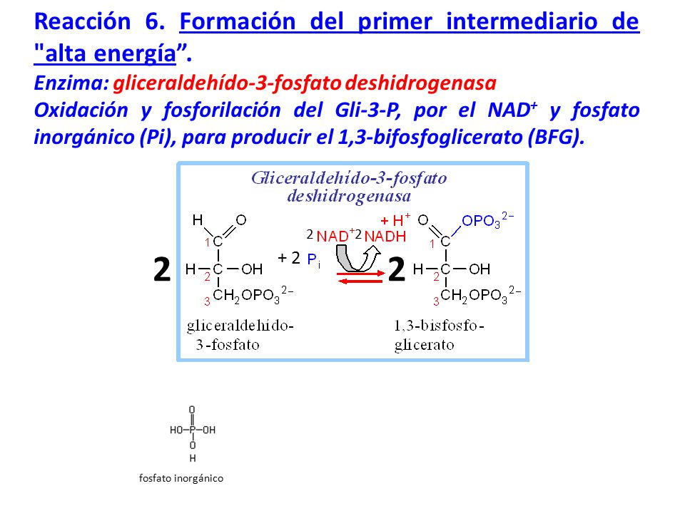 2 Reacción 6. Formación del primer intermediario de alta energía .