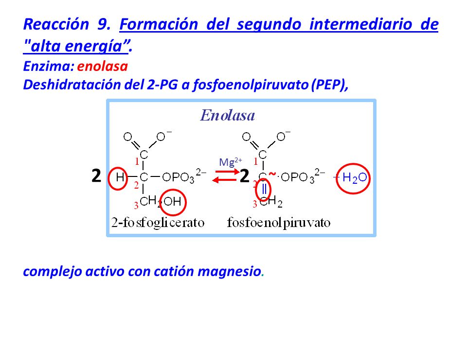2 2 Reacción 9. Formación del segundo intermediario de alta energía .