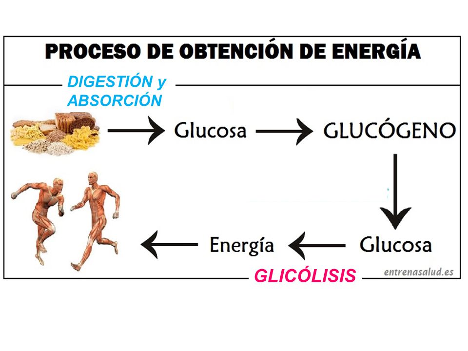 DIGESTIÓN y ABSORCIÓN GLICÓLISIS