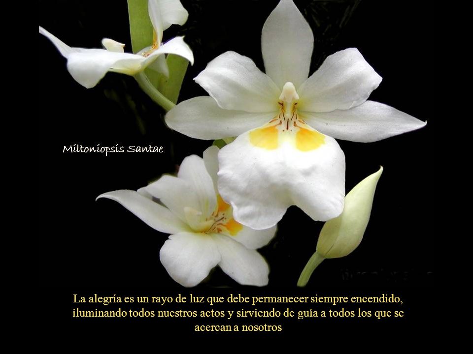 La alegría es un rayo de luz que debe permanecer siempre encendido, iluminando todos nuestros actos y sirviendo de guía a todos los que se acercan a nosotros
