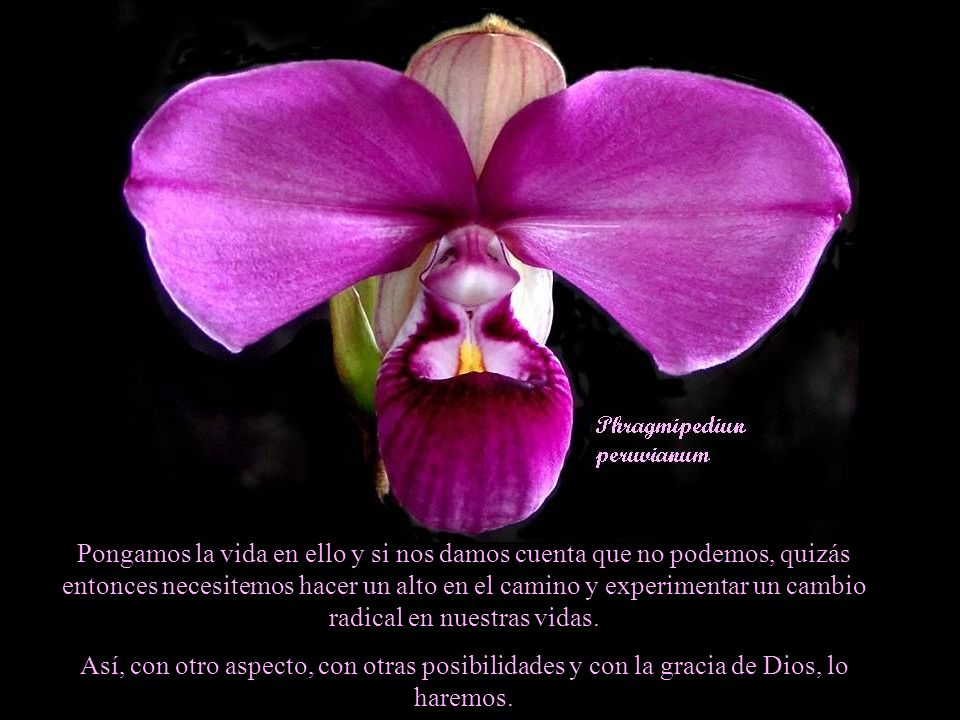 Pongamos la vida en ello y si nos damos cuenta que no podemos, quizás entonces necesitemos hacer un alto en el camino y experimentar un cambio radical en nuestras vidas.
