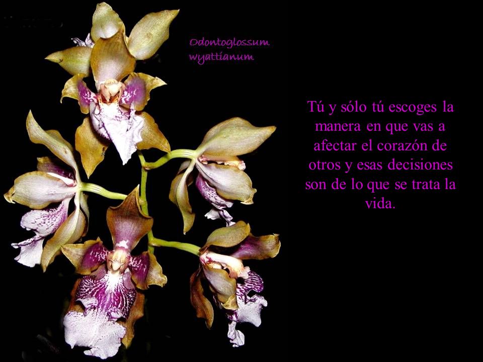 Tú y sólo tú escoges la manera en que vas a afectar el corazón de otros y esas decisiones son de lo que se trata la vida.