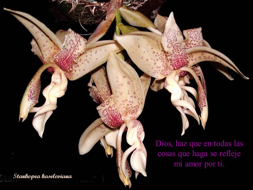 Dios, haz que en todas las cosas que haga se refleje mi amor por ti.
