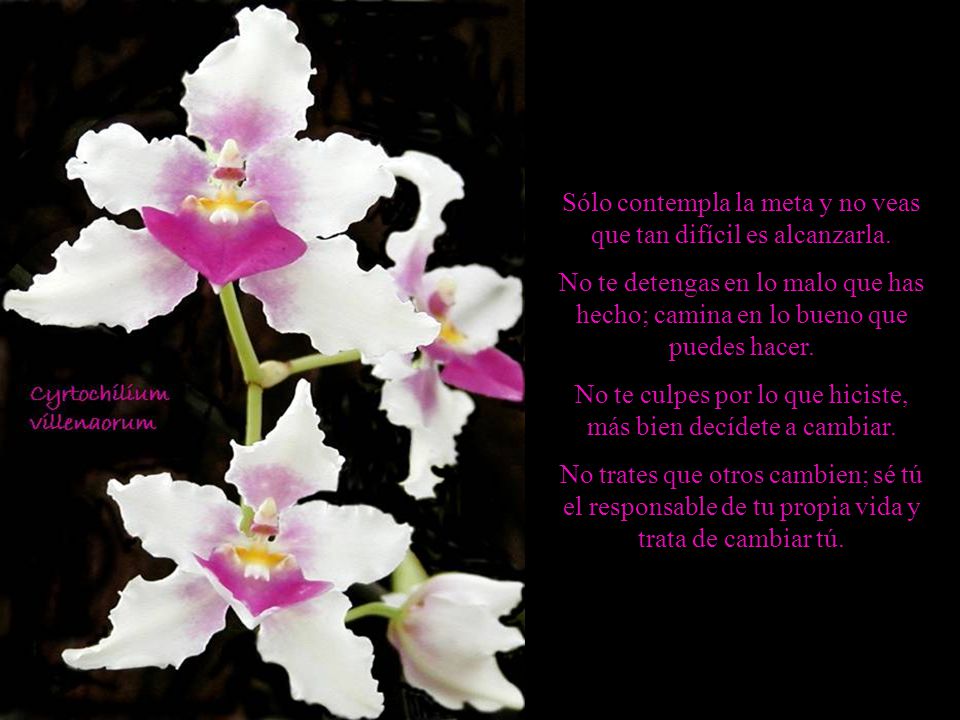 Sólo contempla la meta y no veas que tan difícil es alcanzarla.