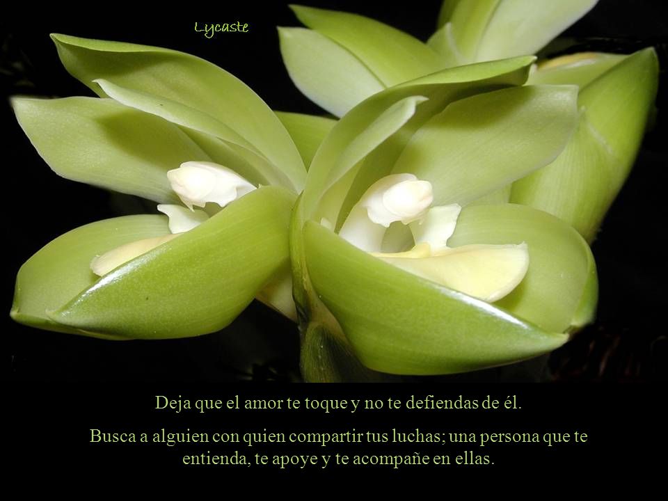 Deja que el amor te toque y no te defiendas de él.