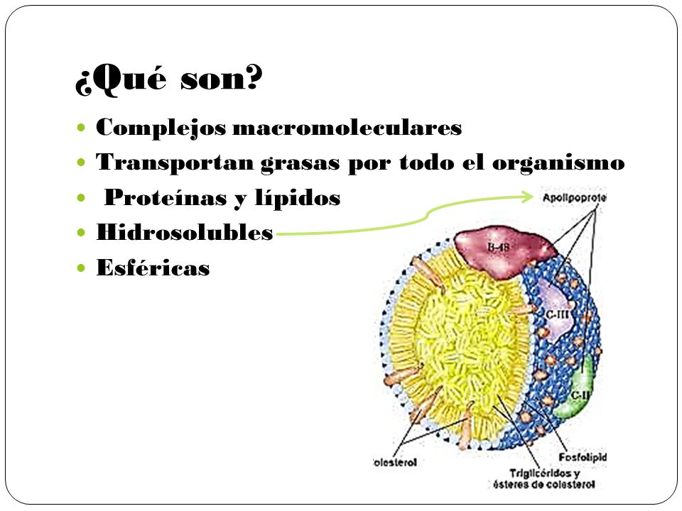 ¿Qué son Complejos macromoleculares