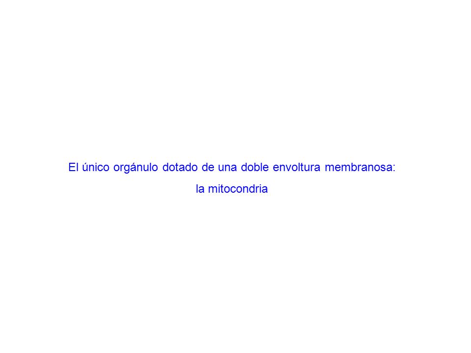 El único orgánulo dotado de una doble envoltura membranosa: