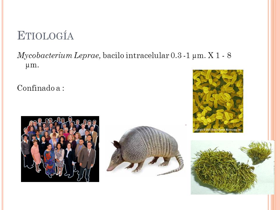 Etiología Mycobacterium Leprae, bacilo intracelular µm. X µm. Confinado a :