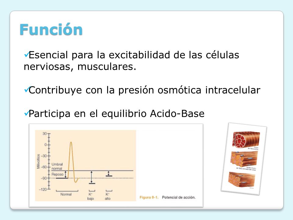 Función Esencial para la excitabilidad de las células nerviosas, musculares. Contribuye con la presión osmótica intracelular.