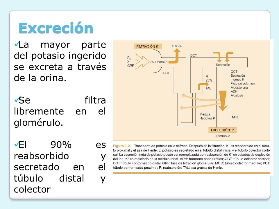 Excreción La mayor parte del potasio ingerido se excreta a través de la orina. Se filtra libremente en el glomérulo.