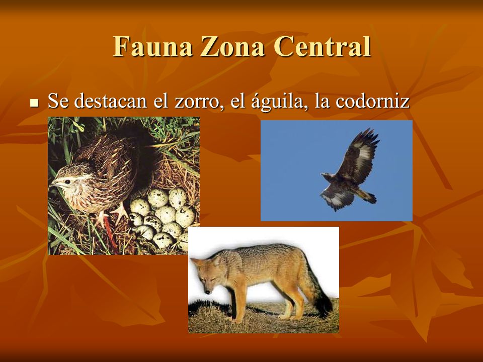 Fauna Zona Central Se destacan el zorro, el águila, la codorniz