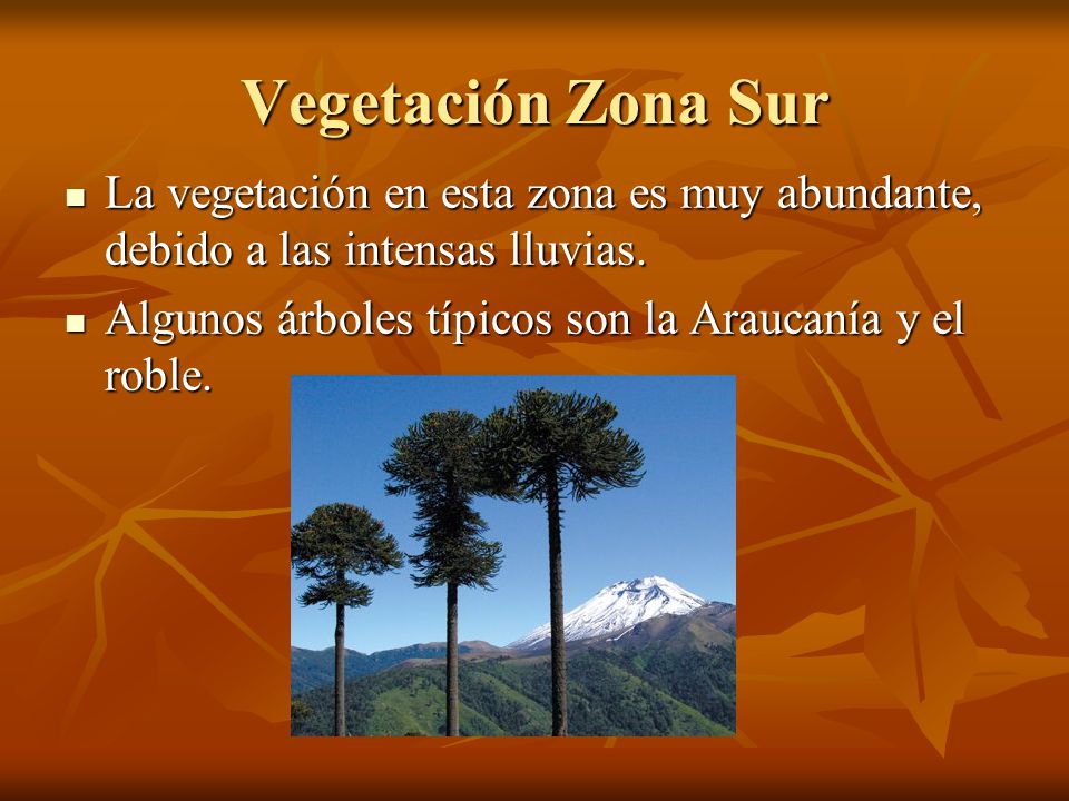 Vegetación Zona Sur La vegetación en esta zona es muy abundante, debido a las intensas lluvias.