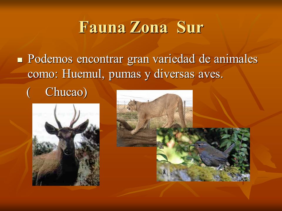 Fauna Zona Sur Podemos encontrar gran variedad de animales como: Huemul, pumas y diversas aves.