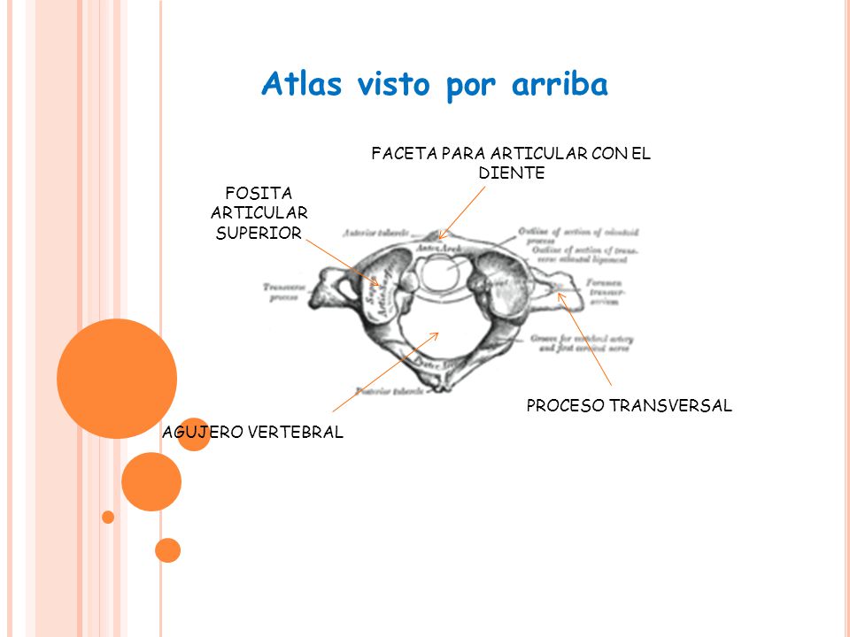 Atlas visto por arriba FACETA PARA ARTICULAR CON EL DIENTE