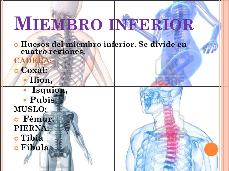 Miembro inferior Coxal: Ilion, Isquion, Pubis. Fémur. Tibia Fíbula