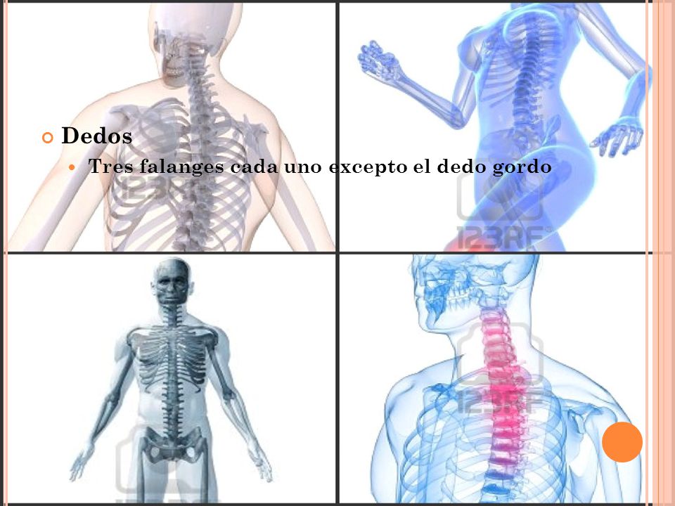 Dedos Tres falanges cada uno excepto el dedo gordo