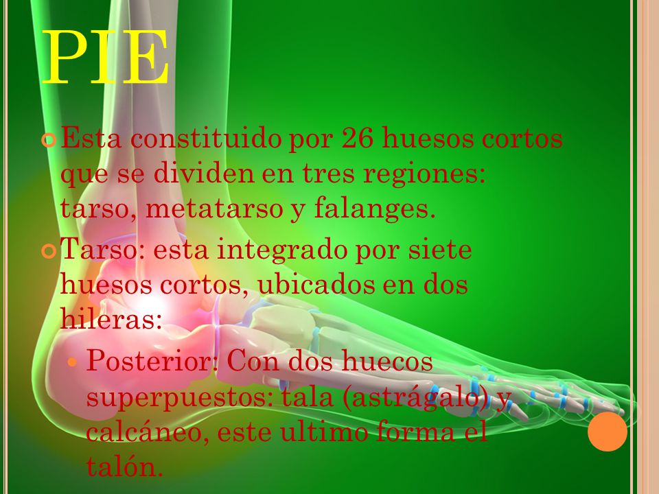 PIE Esta constituido por 26 huesos cortos que se dividen en tres regiones: tarso, metatarso y falanges.