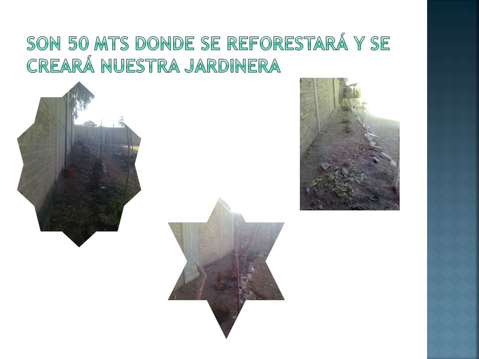 SON 50 MTS DONDE SE REFORESTARÁ Y SE CREARÁ NUESTRA JARDINERA