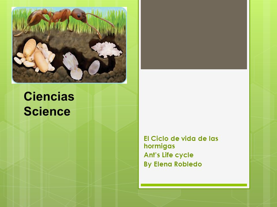 El Ciclo de vida de las hormigas Ant’s Life cycle By Elena Robledo
