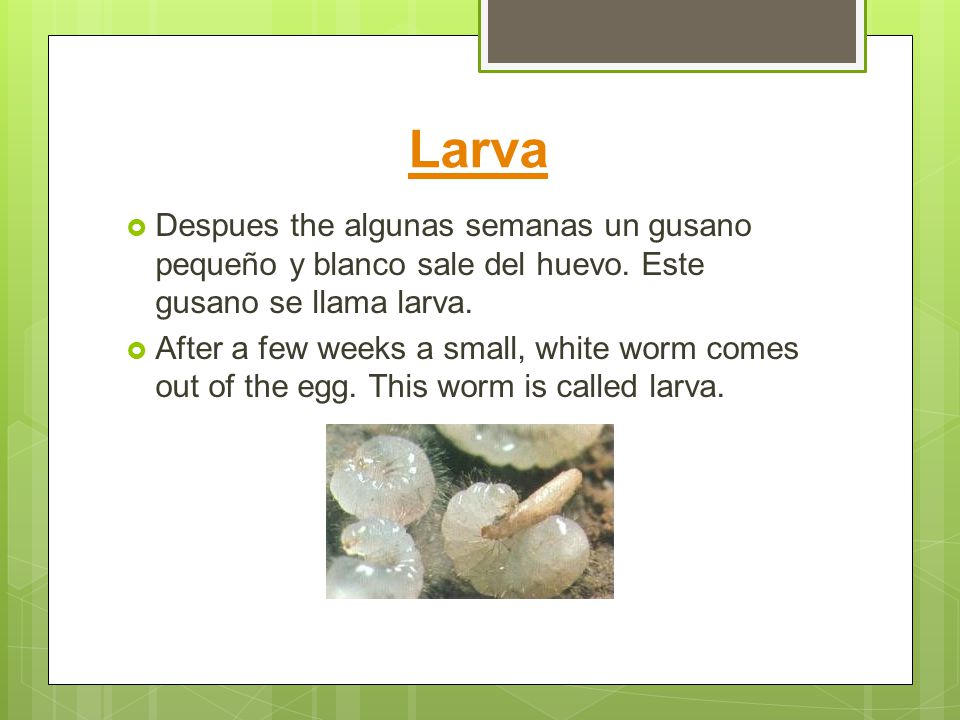 Larva Despues the algunas semanas un gusano pequeño y blanco sale del huevo. Este gusano se llama larva.