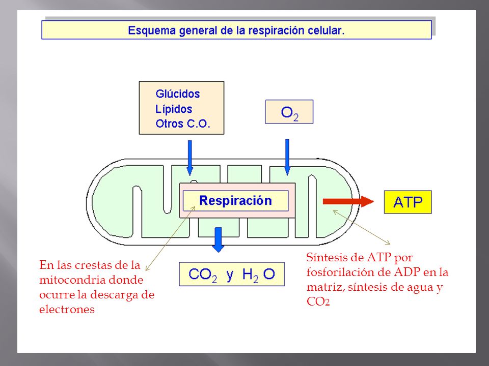 Síntesis de ATP por fosforilación de ADP en la matriz, síntesis de agua y CO2