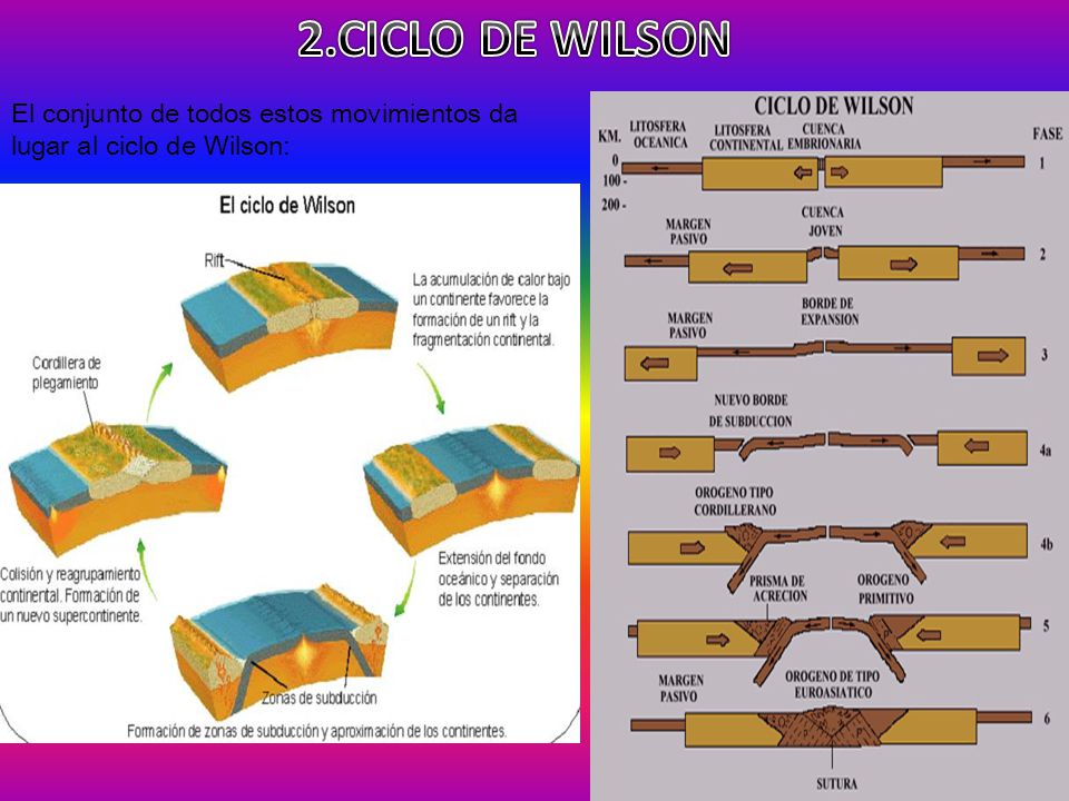 2.CICLO DE WILSON El conjunto de todos estos movimientos da lugar al ciclo de Wilson: