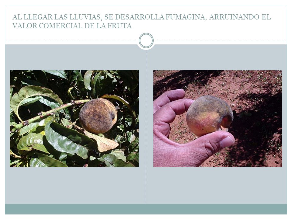 AL LLEGAR LAS LLUVIAS, SE DESARROLLA FUMAGINA, ARRUINANDO EL VALOR COMERCIAL DE LA FRUTA.