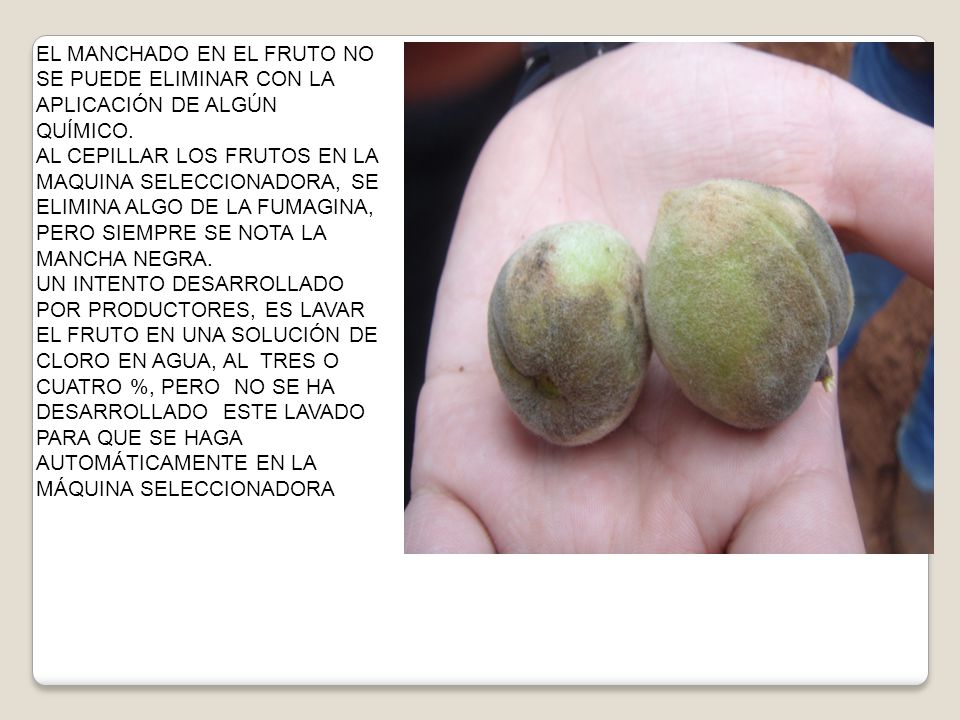 EL MANCHADO EN EL FRUTO NO SE PUEDE ELIMINAR CON LA APLICACIÓN DE ALGÚN QUÍMICO.