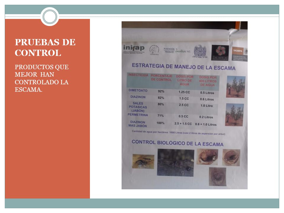 PRUEBAS DE CONTROL PRODUCTOS QUE MEJOR HAN CONTROLADO LA ESCAMA.