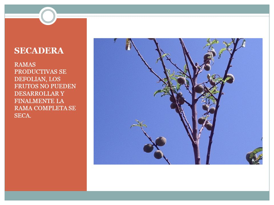 SECADERA RAMAS PRODUCTIVAS SE DEFOLIAN, LOS FRUTOS NO PUEDEN DESARROLLAR Y FINALMENTE LA RAMA COMPLETA SE SECA.