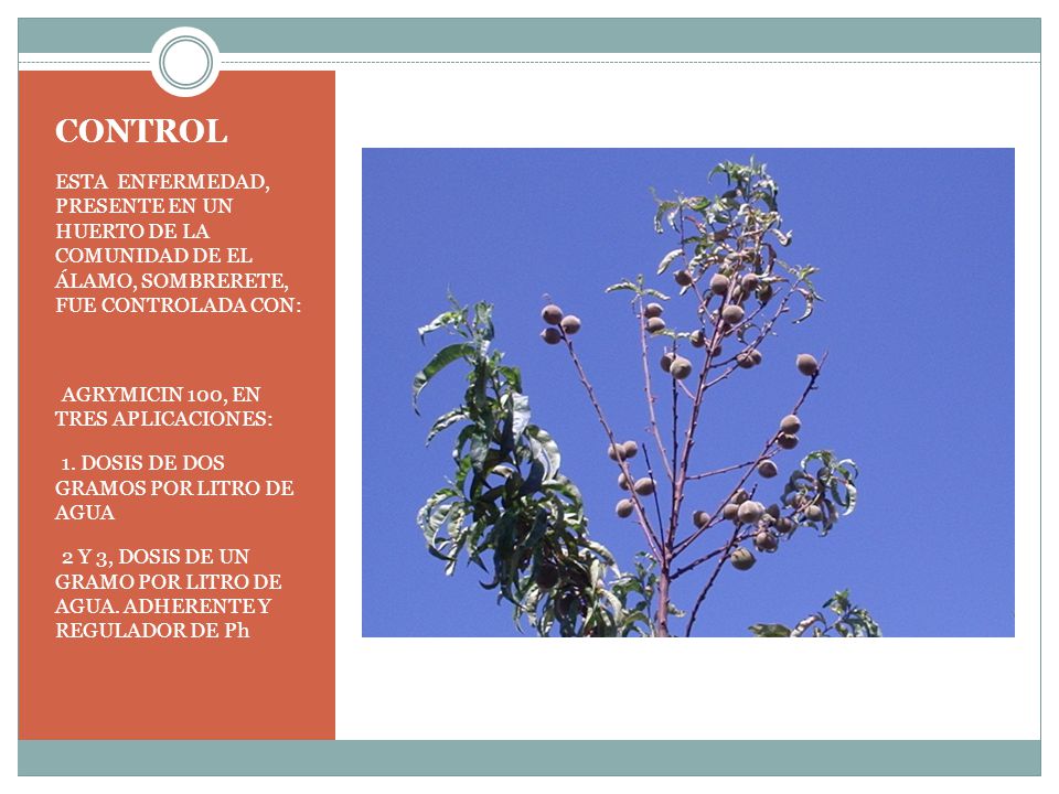 CONTROL ESTA ENFERMEDAD, PRESENTE EN UN HUERTO DE LA COMUNIDAD DE EL ÁLAMO, SOMBRERETE, FUE CONTROLADA CON:
