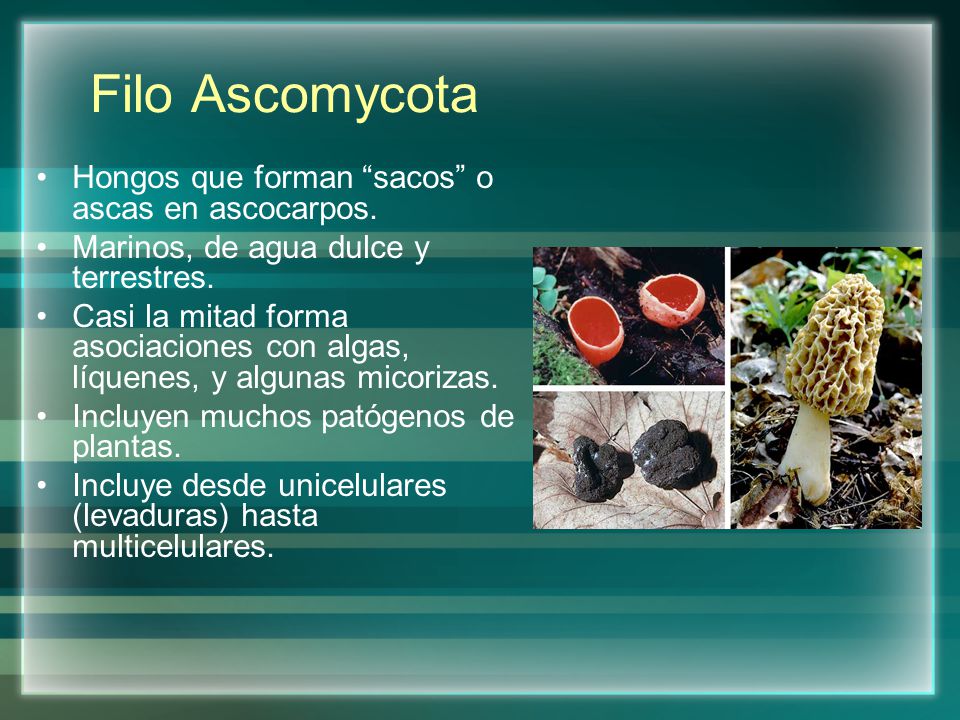 Filo Ascomycota Hongos que forman sacos o ascas en ascocarpos.