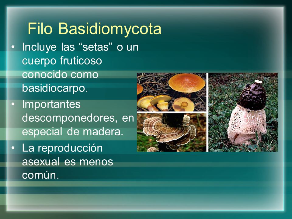 Filo Basidiomycota Incluye las setas o un cuerpo fruticoso conocido como basidiocarpo. Importantes descomponedores, en especial de madera.